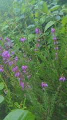 Erica cinerea