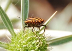 Graphosoma lineatum siciliensis
