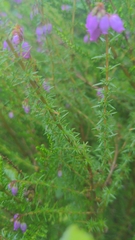 Erica cinerea