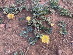 Cephalophyllum loreum