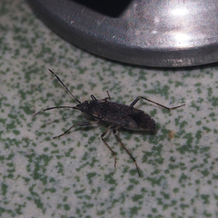 Elasmolomus squalidus