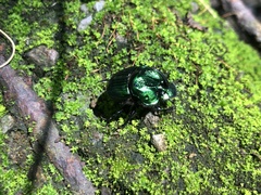 Phanaeus furiosus