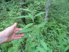 Helianthus resinosus