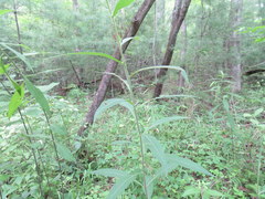 Helianthus resinosus