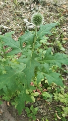 Echinops exaltatus