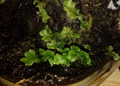 Marchantia polymorpha ruderalis