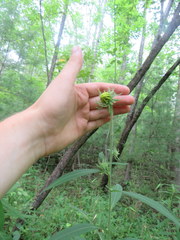Helianthus resinosus