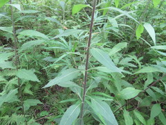 Helianthus resinosus