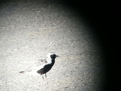 Pluvialis squatarola