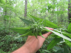 Helianthus resinosus