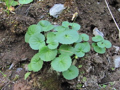 Viola caucasica