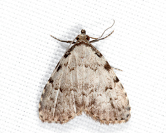 Dyspyralis puncticosta
