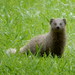 Cape Grey Mongoose - Photo (c) Henry de Lange, some rights reserved (CC BY), uploaded by Henry de Lange