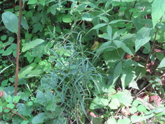 Lysimachia lanceolata