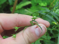 Lysimachia lanceolata