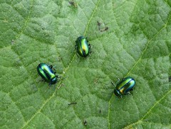 Oreina cacaliae