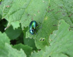 Oreina cacaliae