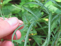 Lysimachia lanceolata