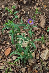Dieteria bigelovii