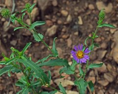 Dieteria bigelovii