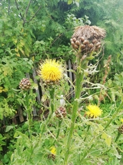 Centaurea macrocephala
