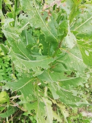 Centaurea macrocephala