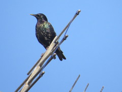 Sturnus vulgaris