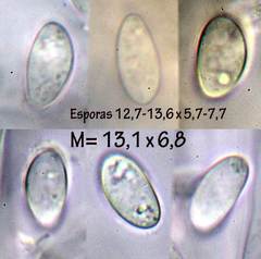 Ciborinia camelliae