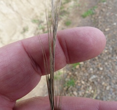 Elymus rectisetus