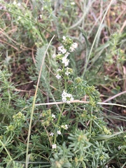 Galium humifusum