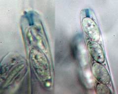 Ciborinia camelliae