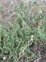 Galium humifusum