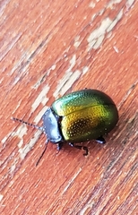 Chrysolina auripennis