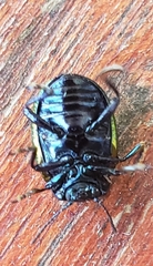 Chrysolina auripennis