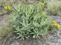 Asclepias hallii