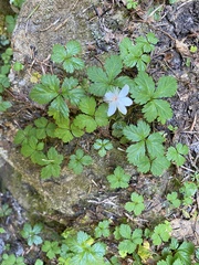 Rubus pedatus
