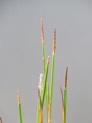 Eleocharis quadrangulata