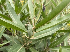 Asclepias hallii