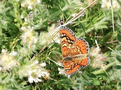 Euphydryas desfontainii