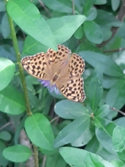 Argynnis paphia