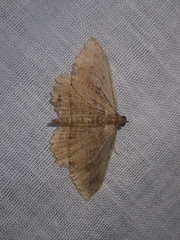 Philereme transversata