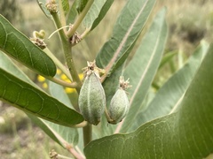 Asclepias hallii