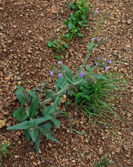 Mirabilis hirsuta