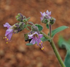 Mirabilis hirsuta