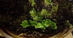 Marchantia polymorpha ruderalis