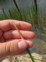 Eleocharis quadrangulata