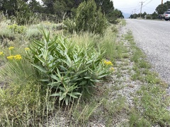Asclepias hallii