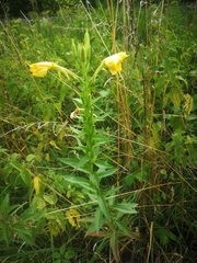 Oenothera rubricaulis