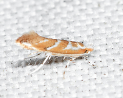 Cameraria saccharella