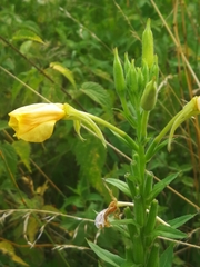 Oenothera rubricaulis